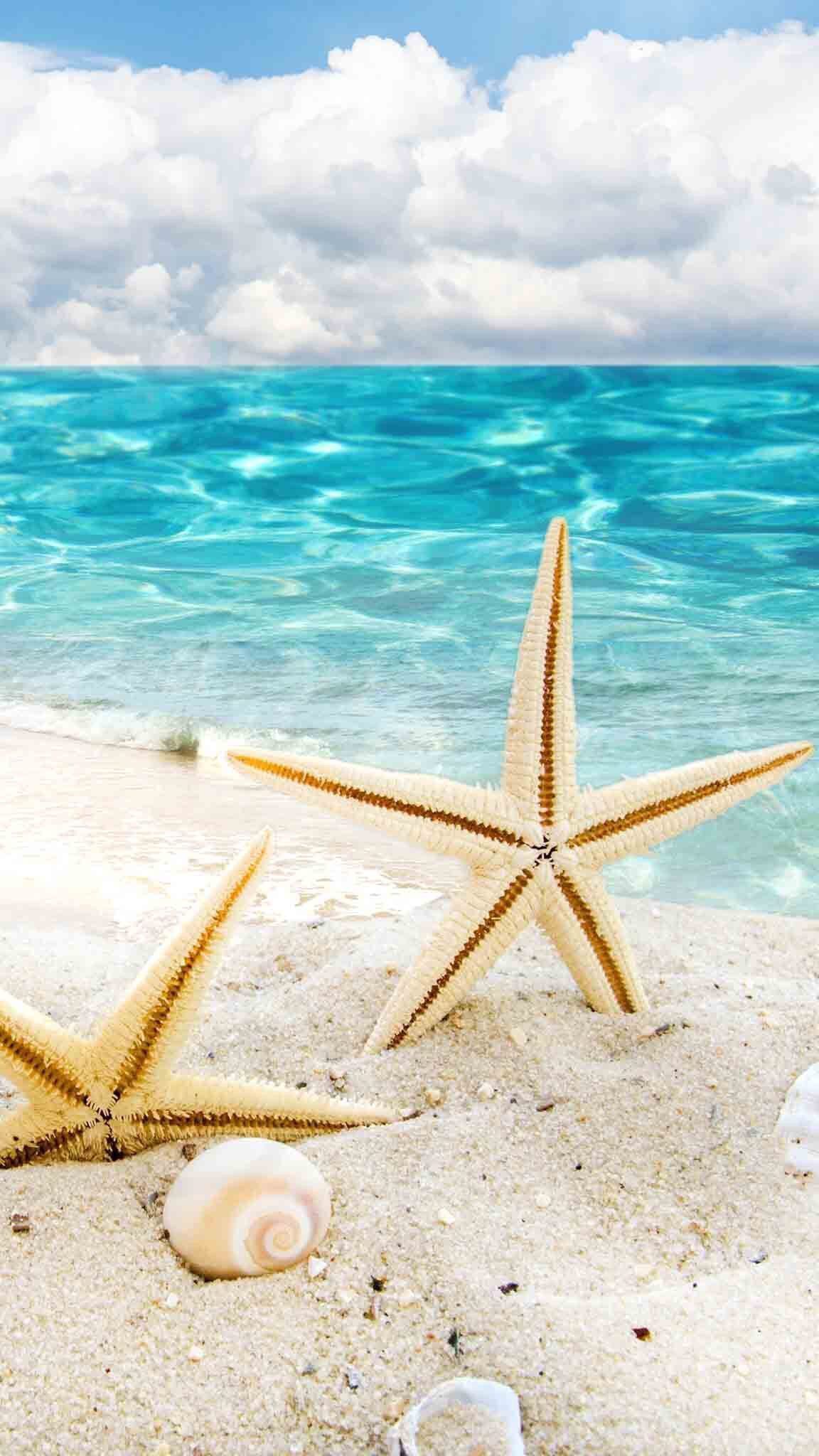 Starfish Seashells On The Beach Scenes Scene