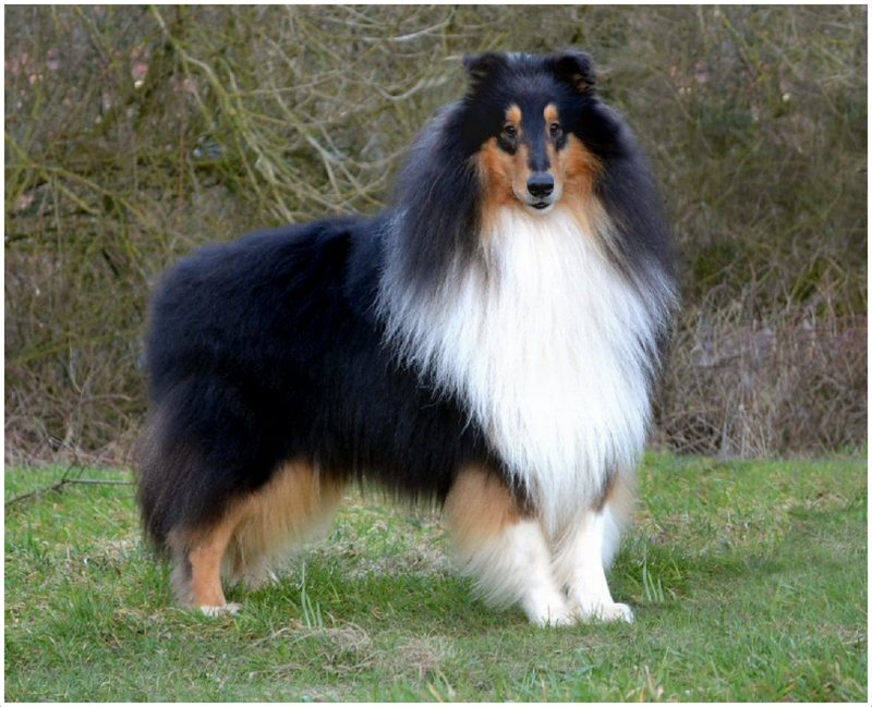 Rough Collie Wallpaper Animal Hq Pictures 4k