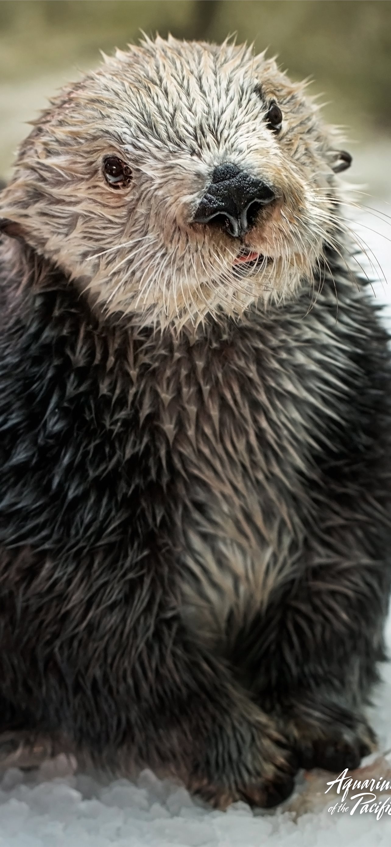 Otters iPhone Wallpaper