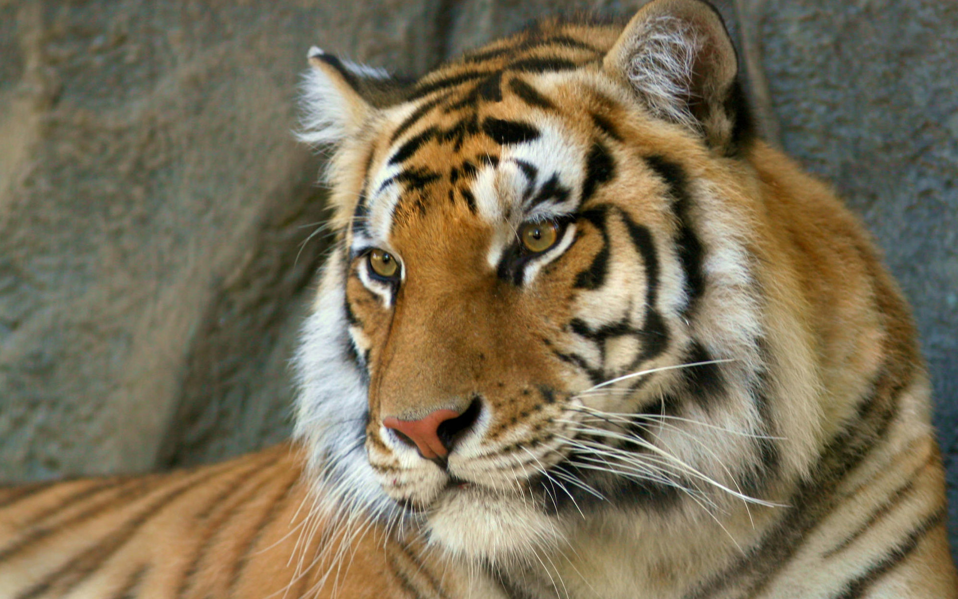 Bengal Tiger Wallpaper HD