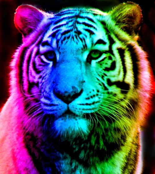 Rainbow Tiger By Tomboytigress