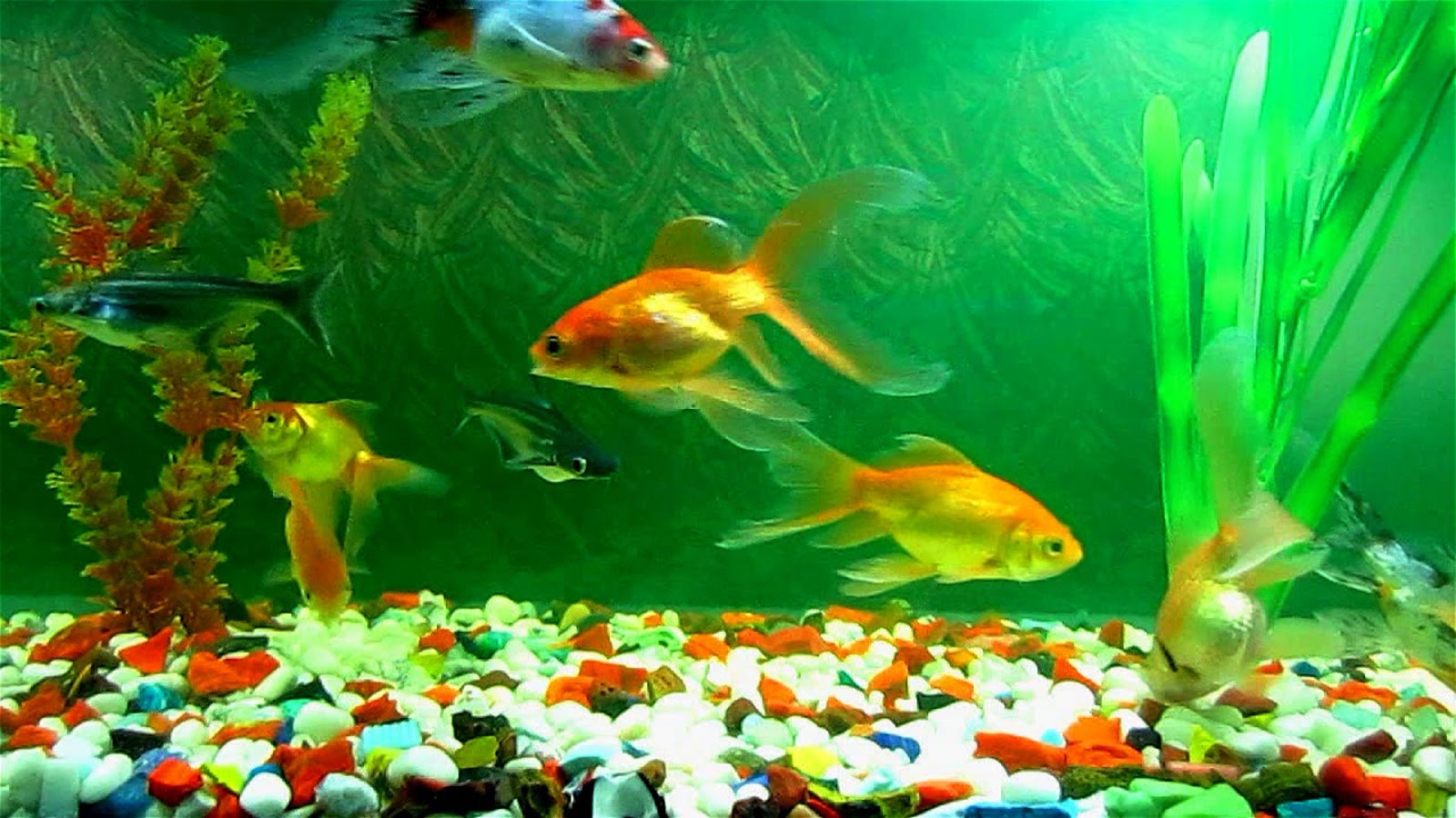 Free download Fish Aquarium A Good Remedial Measure for Vastu Defect  [1600x900] for your Desktop, Mobile & Tablet | Explore 48+ Freshwater Fish  Wallpaper | Fish Wallpaper, Fish Background, Fish Wallpapers