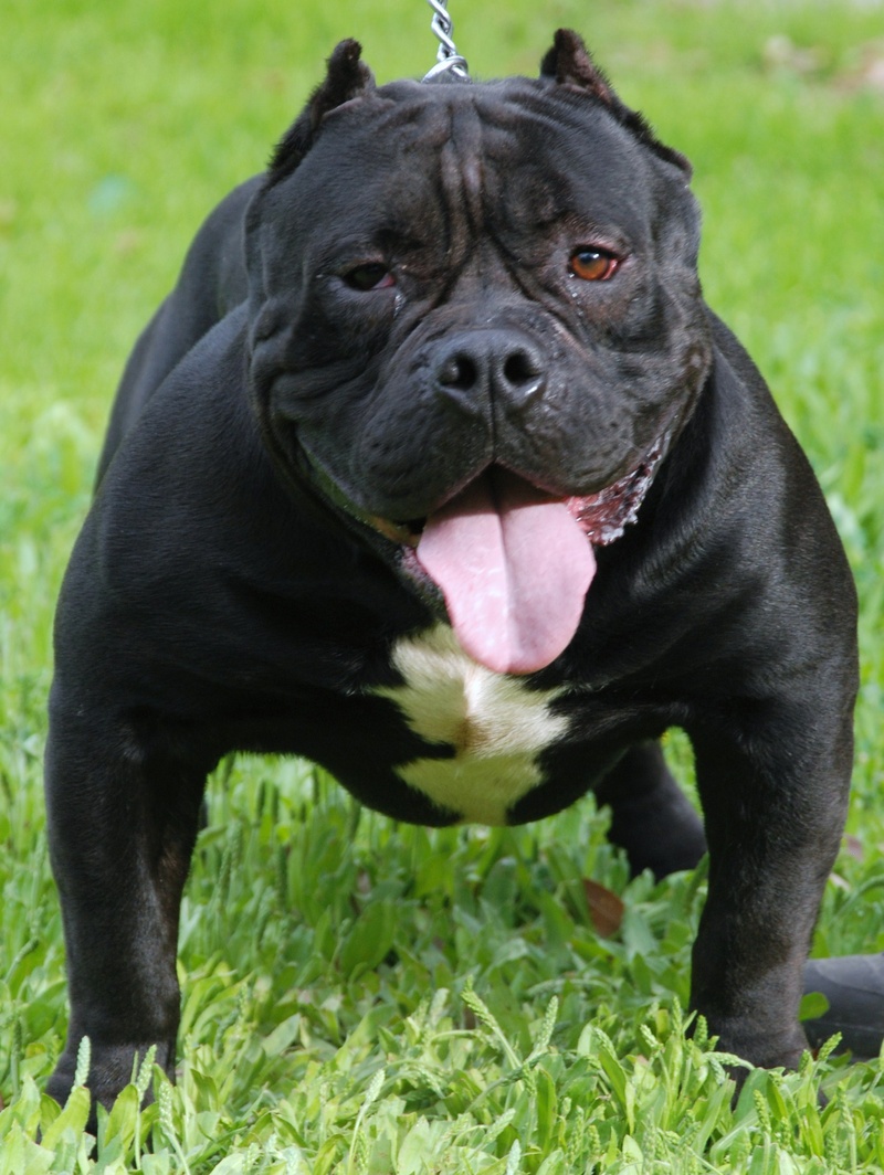 Funny Black American Bully Photo And Wallpaper Beautiful