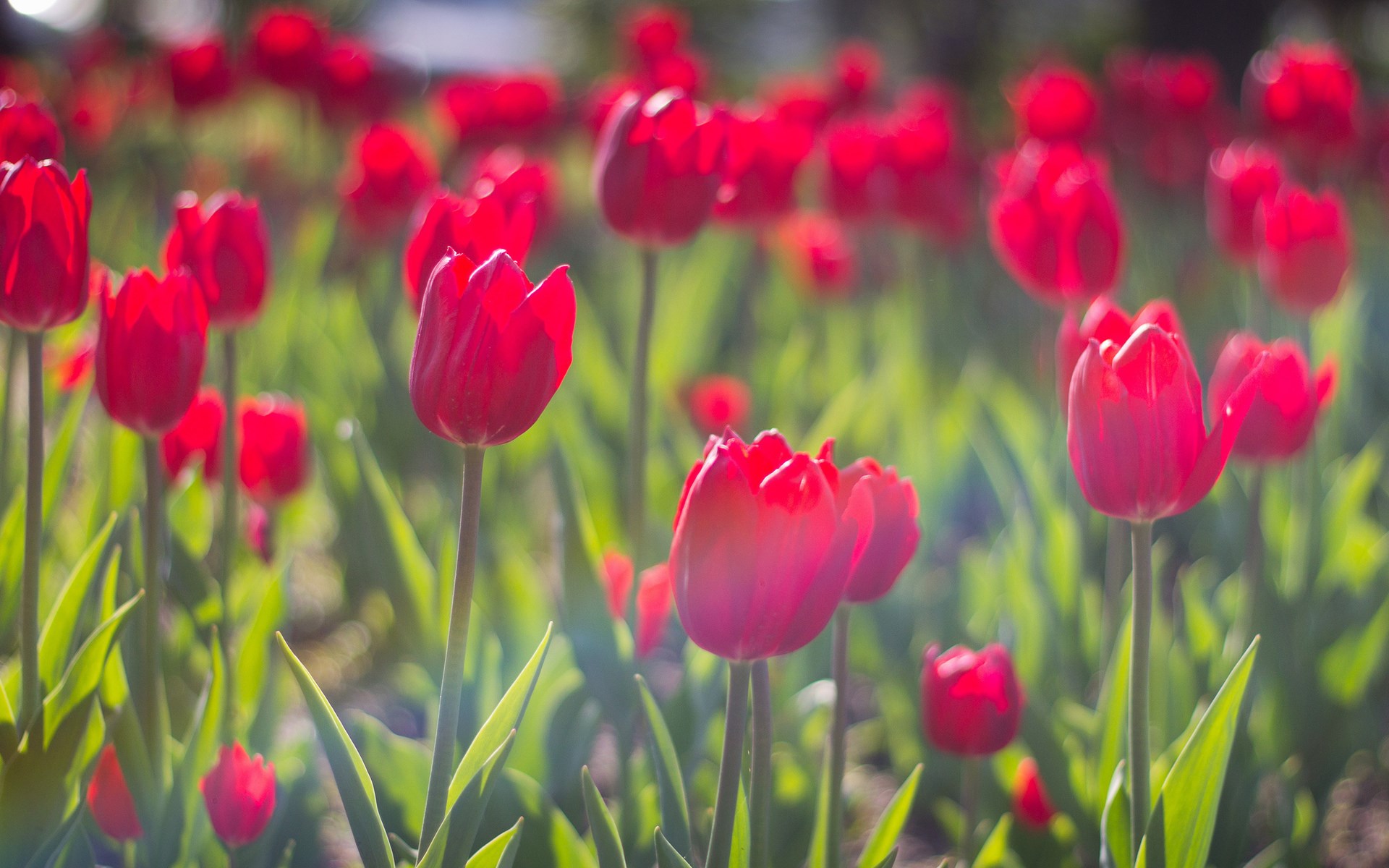 Spring Morning Tulips Red Flowers HD Wallpaper