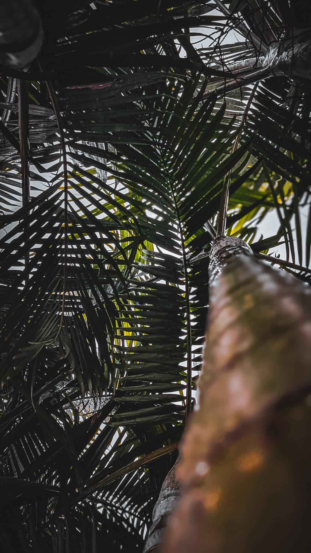Best HD Tall Coconut Tree Wallpaper