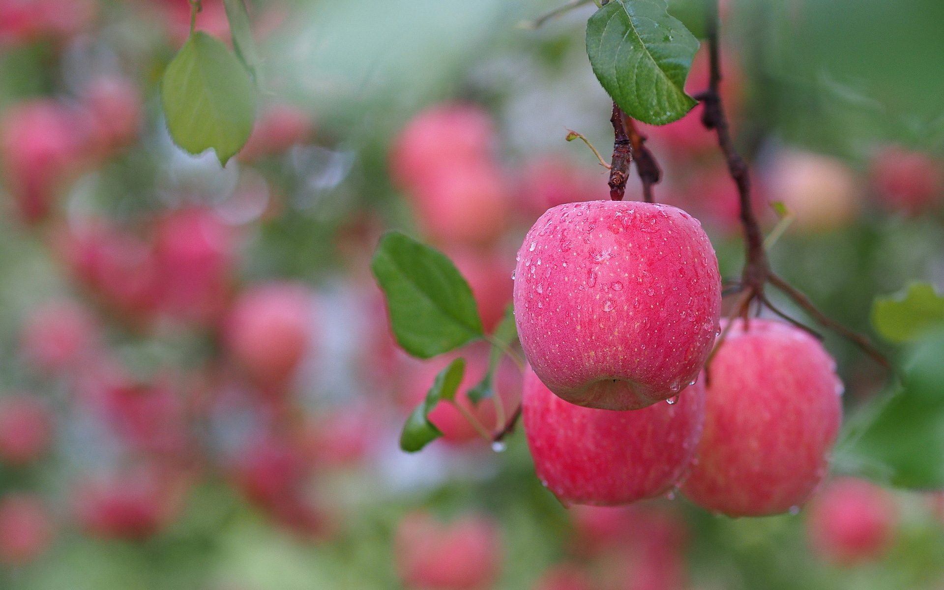 Apple Rose Drops Of Water After Rain Wallpaper Food