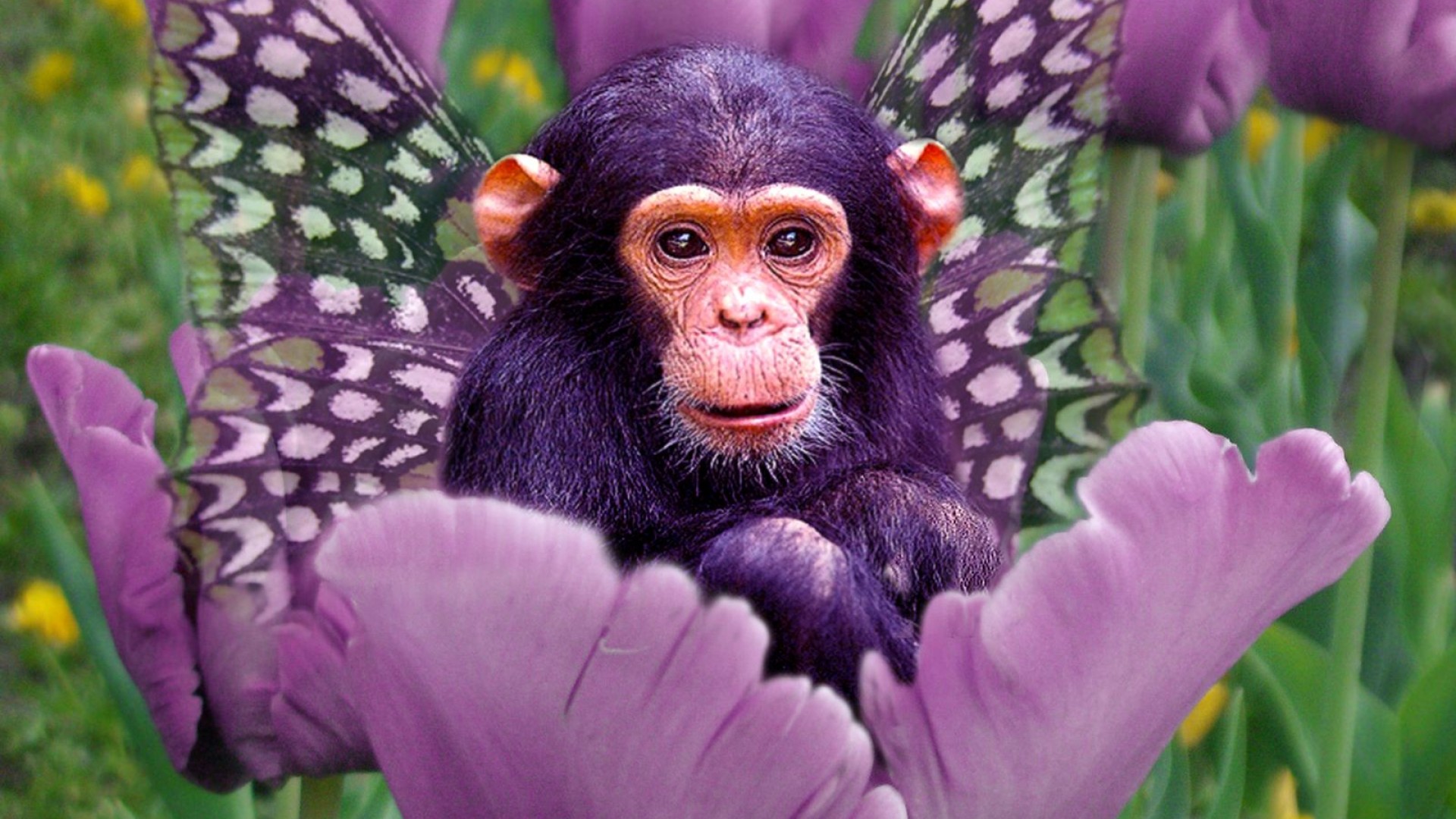 Screenheaven Cute Monkey Picture Mixed Beautiful Desktop