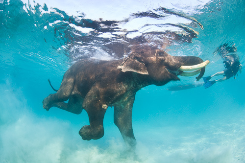 Elephant Swimming Swim Water Sea Ocean Tropical