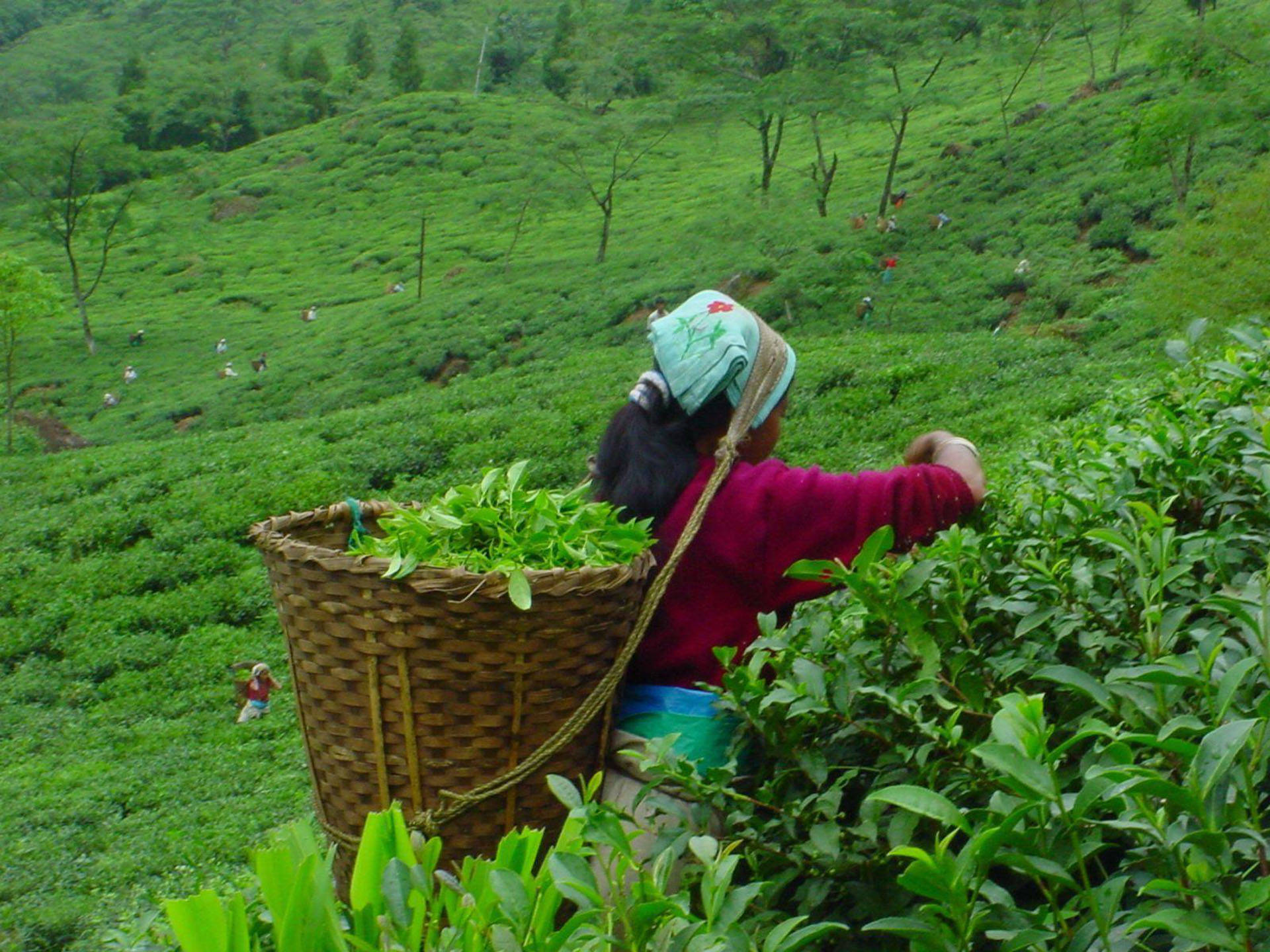 Tea Garden Wallpaper
