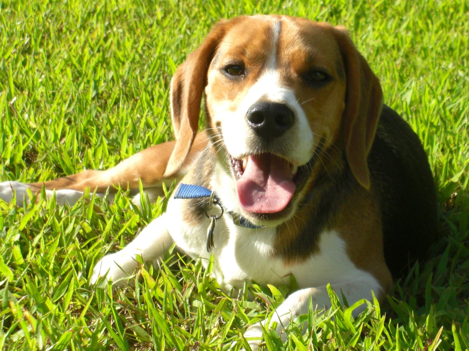 Funny Beagle Face Wallpaper Pictures