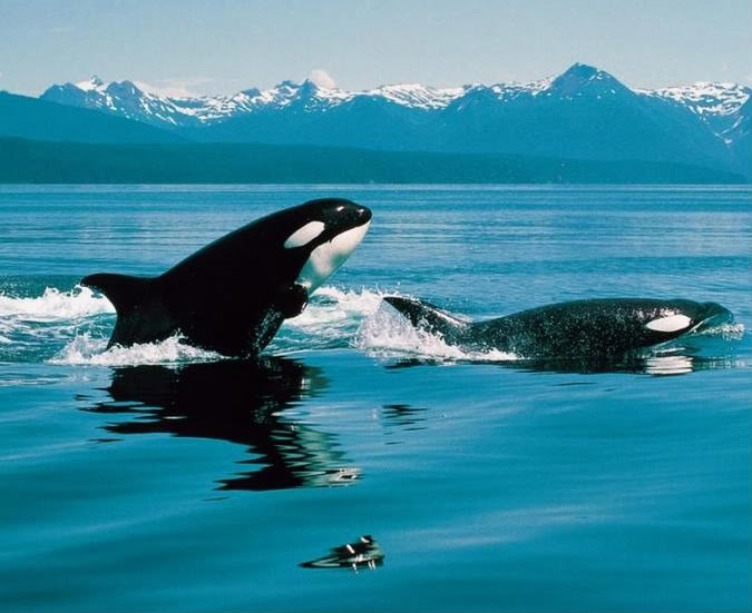 Orca Whale Wallpaper Whales
