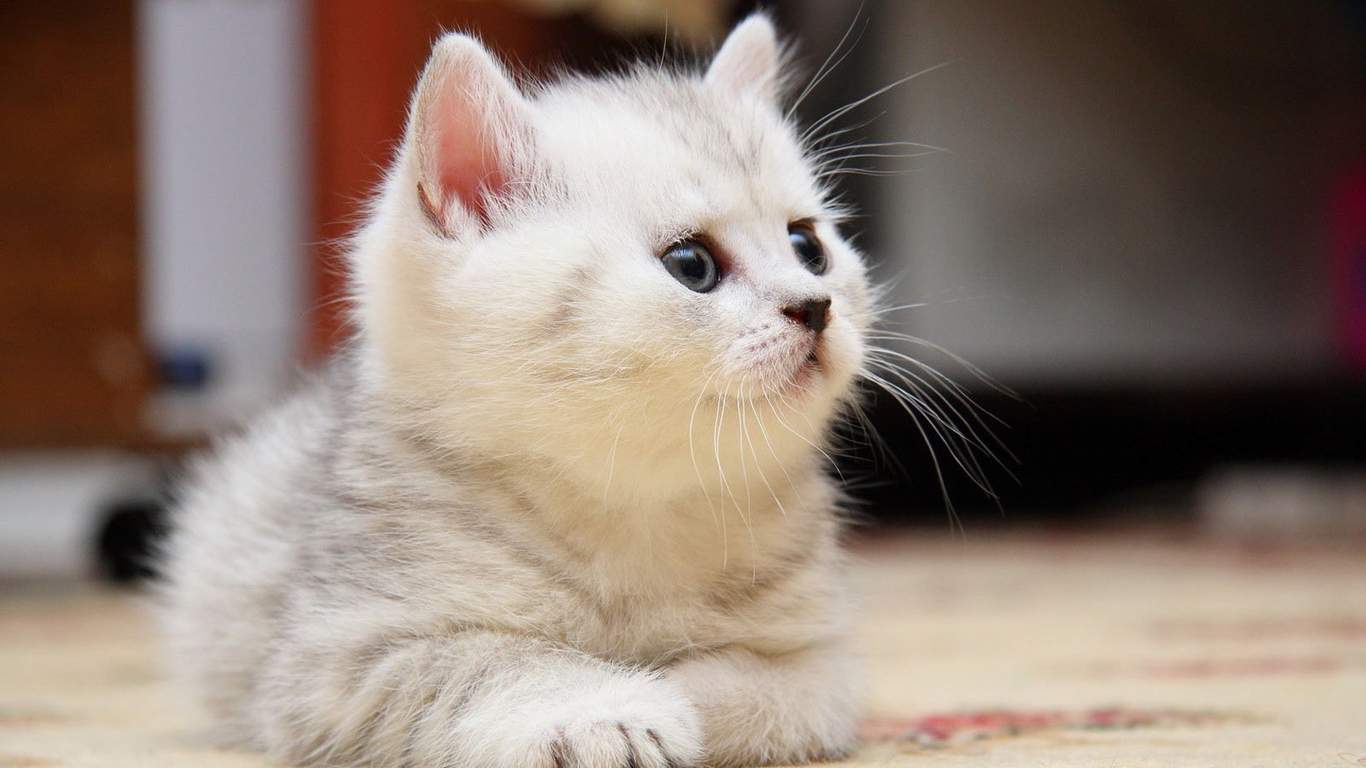 White Cute Cat Smile Wallpaper With