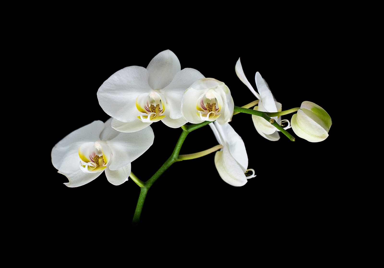 Photo Recipes White Orchids Black Background