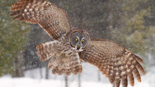 Wallpaper Owl Wings Fly HD Desktop