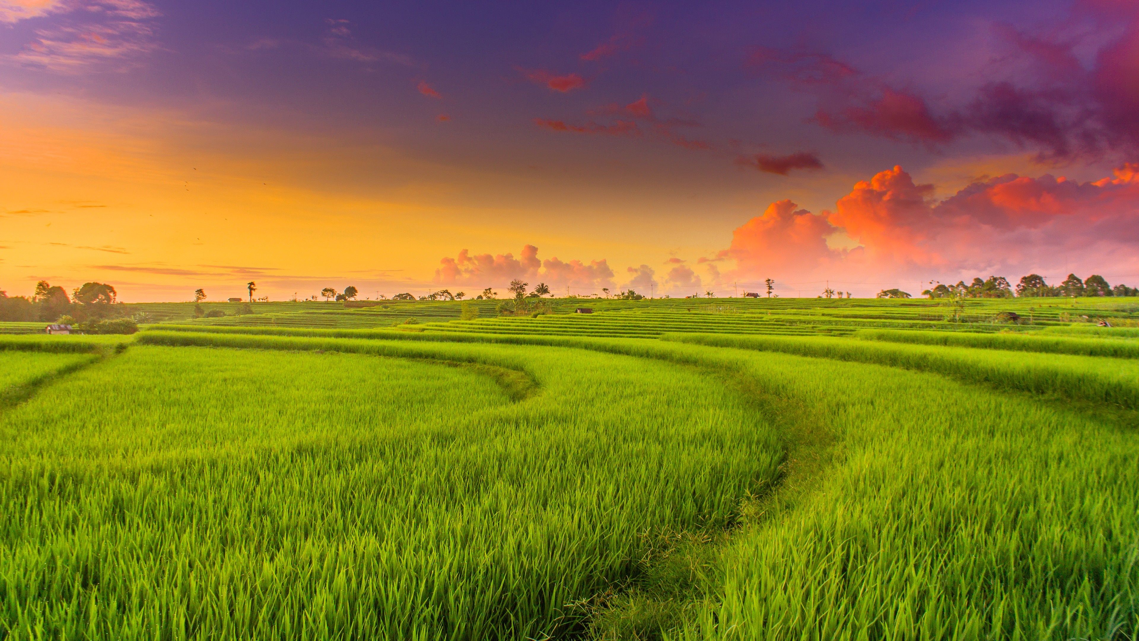 Rice Field Wallpaper Top Background