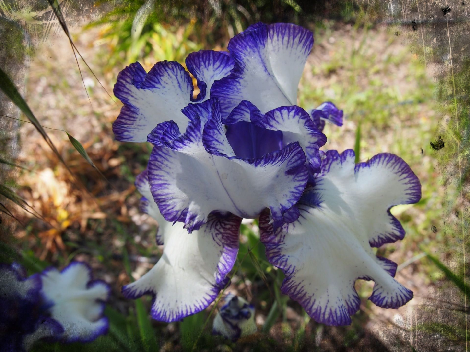 Bearded Iris Bouquet