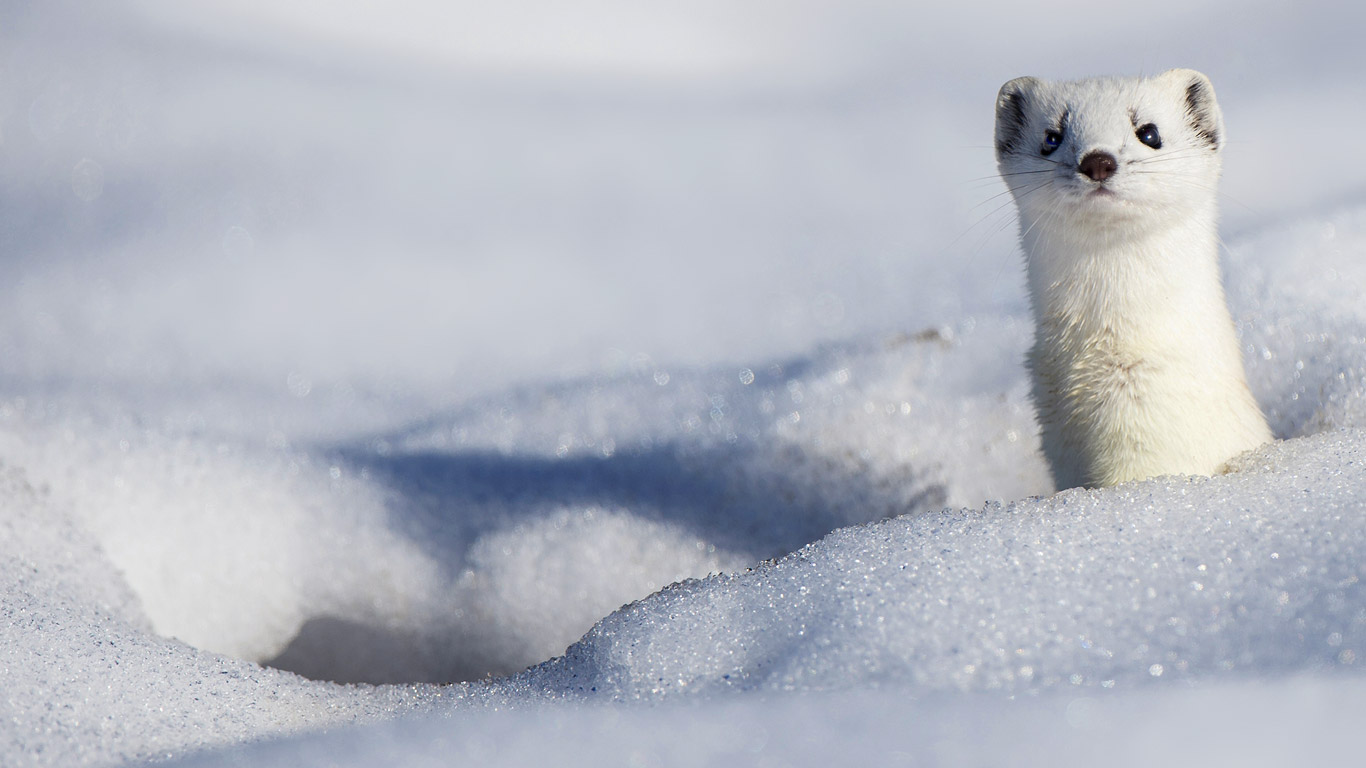 A Stoat Displaying Its Winter Coat Wallpaper By T1000