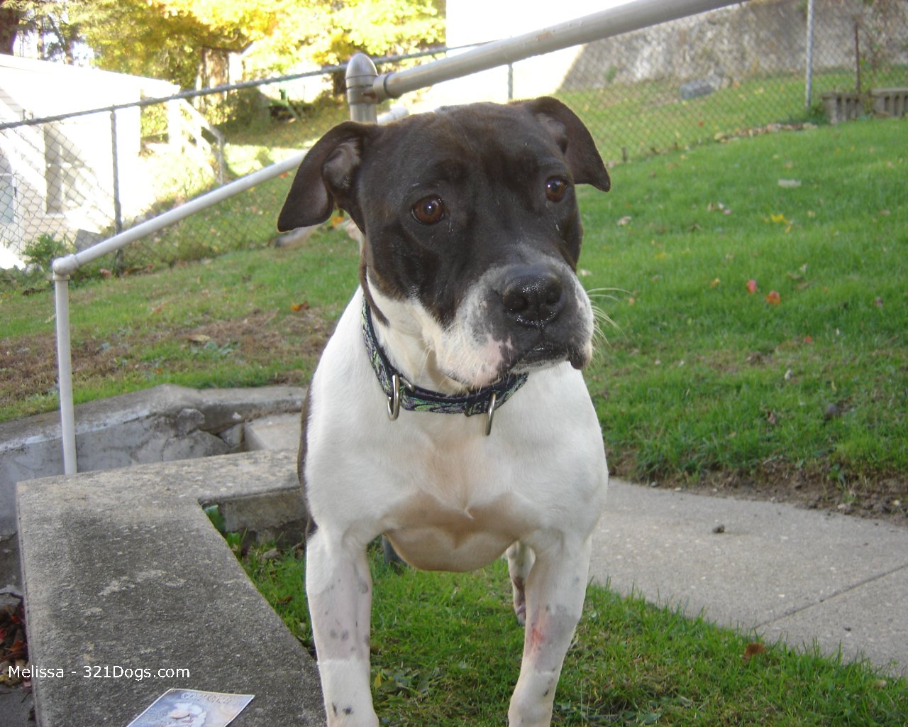 American Pit Bull Terrier Pitbull Wallpaper Pictures Breed Info