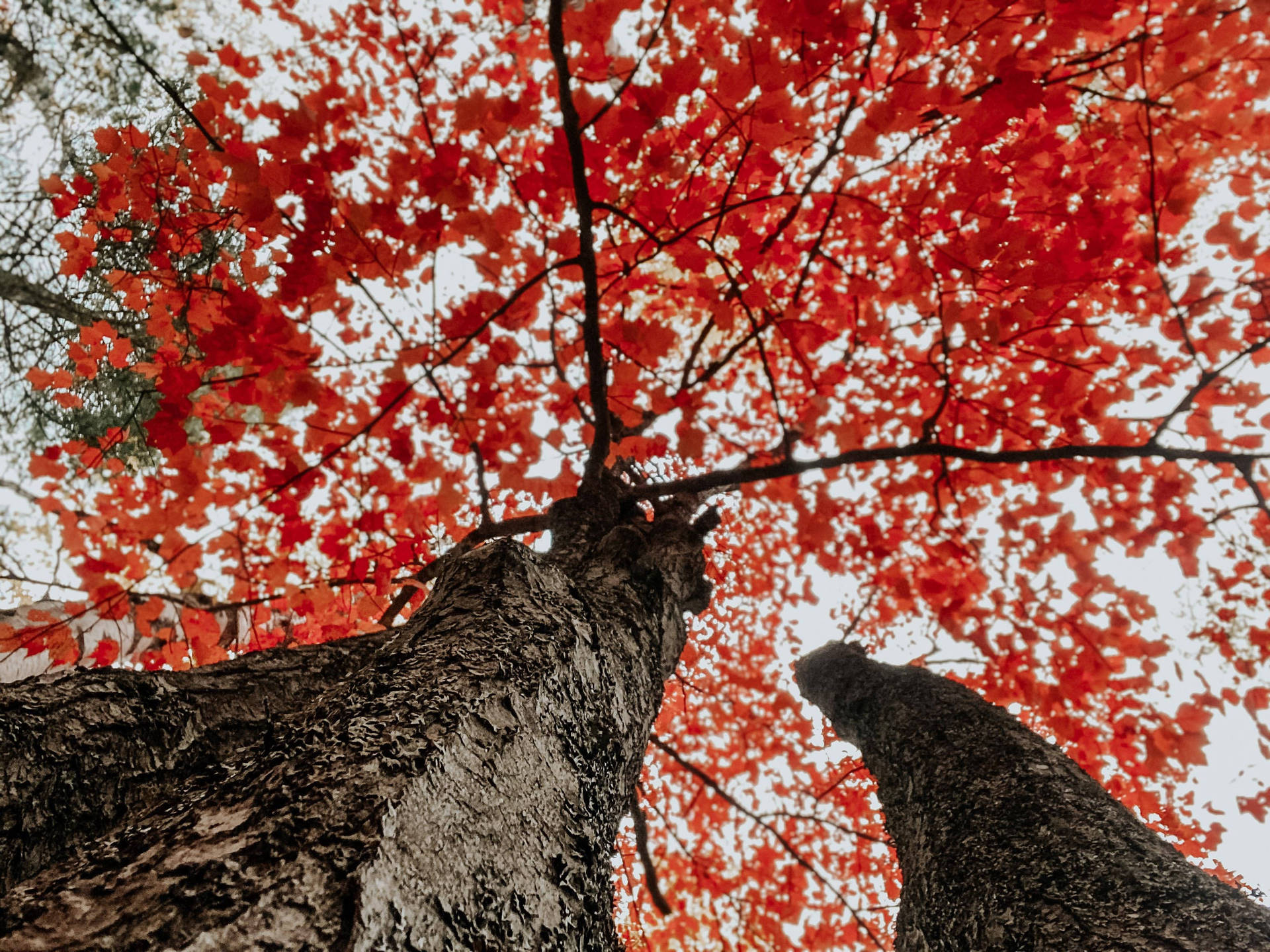 Cute Fall Aesthetic Of Trees Wallpaper