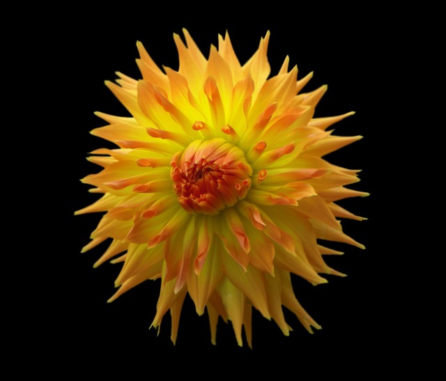 Jennie Yellow Orange Black Flower Public Domain Pictures