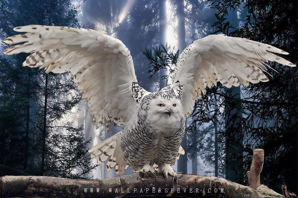 Big White Owl Floating Their Wings HD Wallpaper Fever