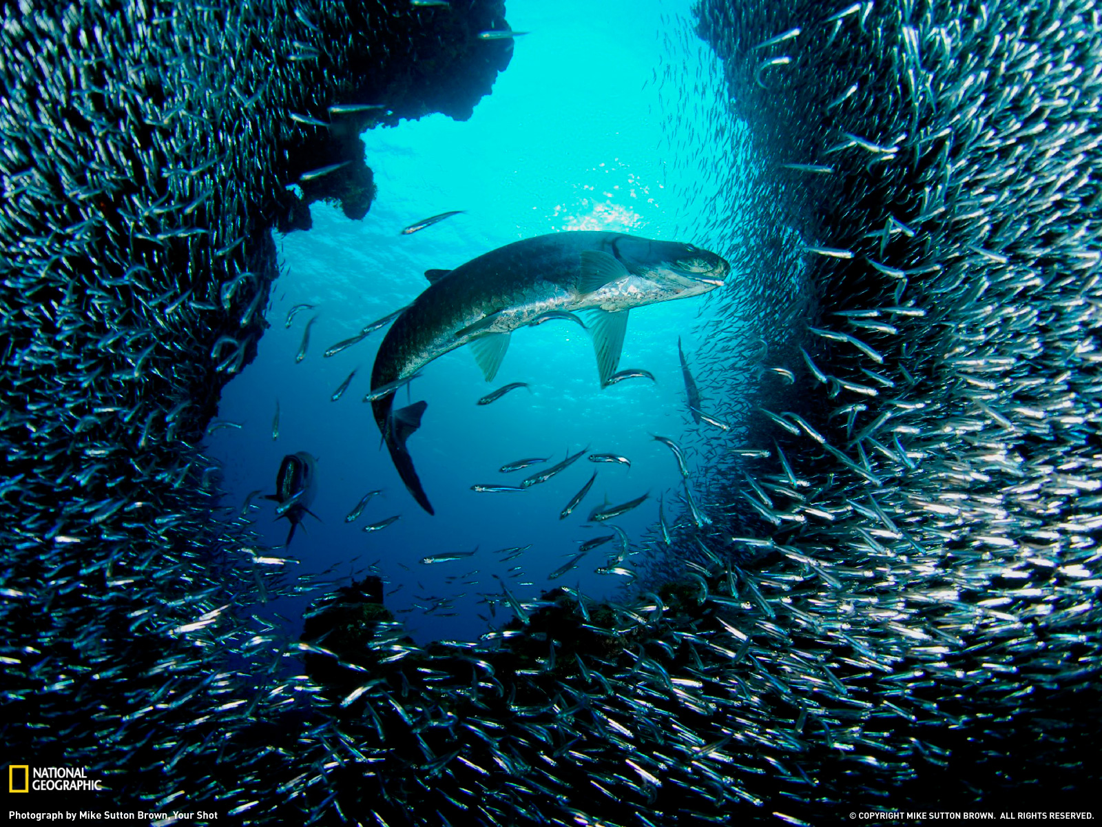 Picturesque Stunning Underwater Wallpaper