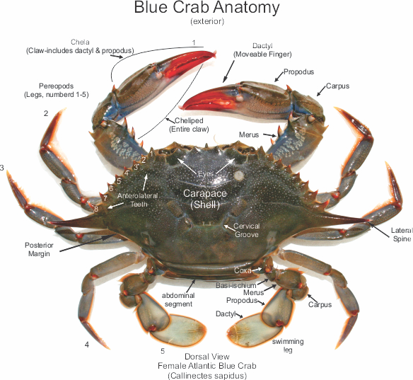Cooked Blue Crab Wallpaper Pictures