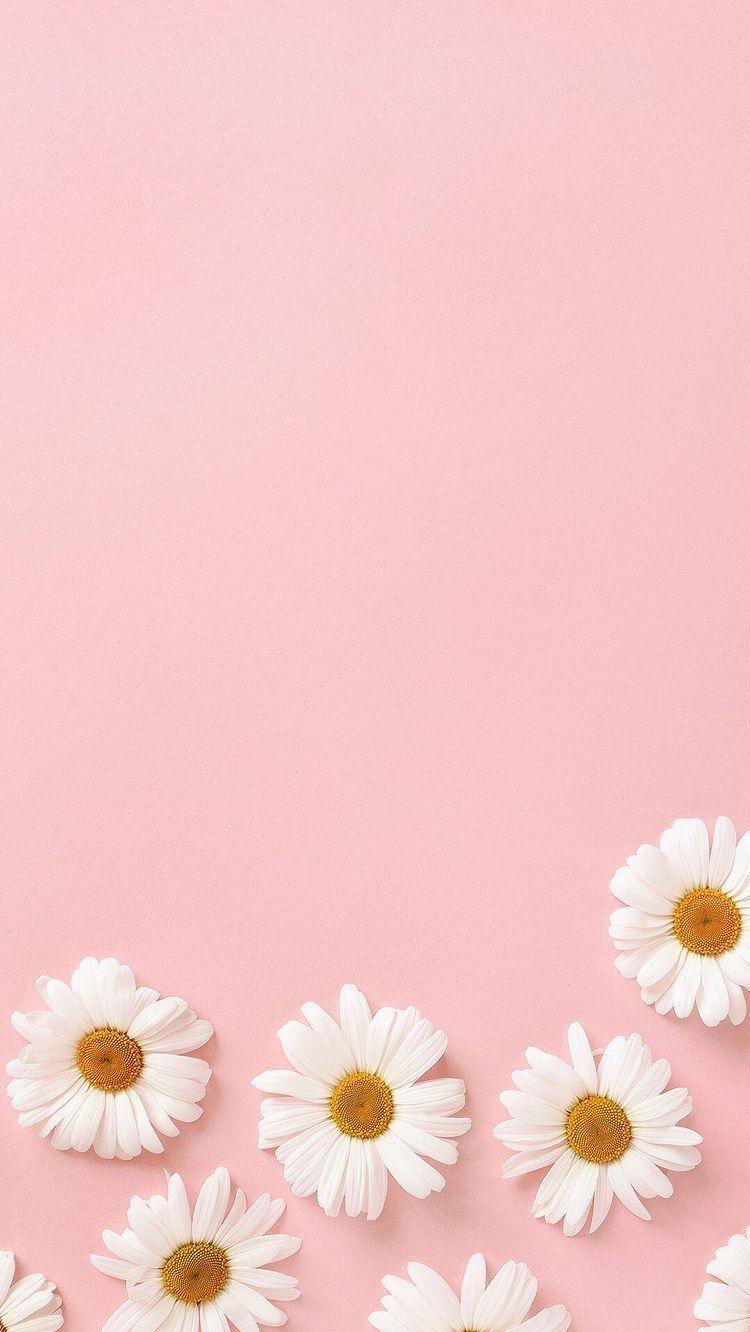 lovezoe91 On Sunflowers Pastel Iphone Wallpaper Pink
