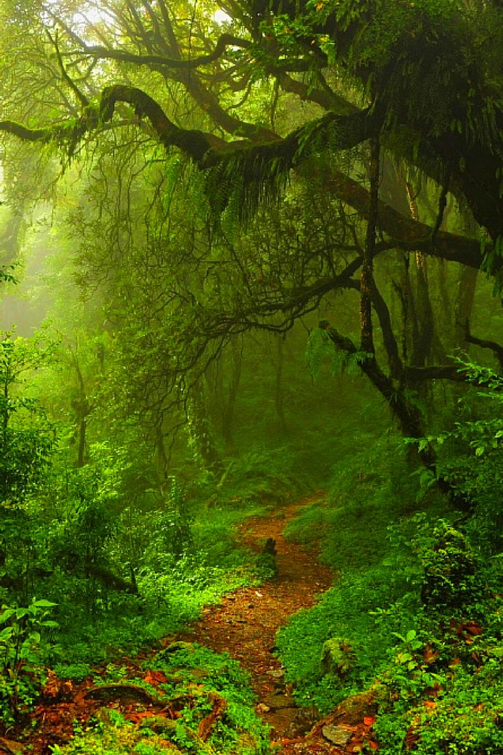 Custom World Maps Mystical forest Forest wallpaper Green nature