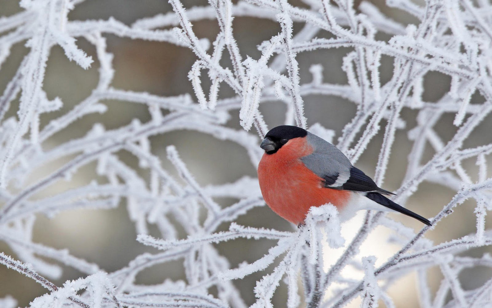 hd bird wallpaper with a red bird in a tree with snow or ice hd birds 1600x1000
