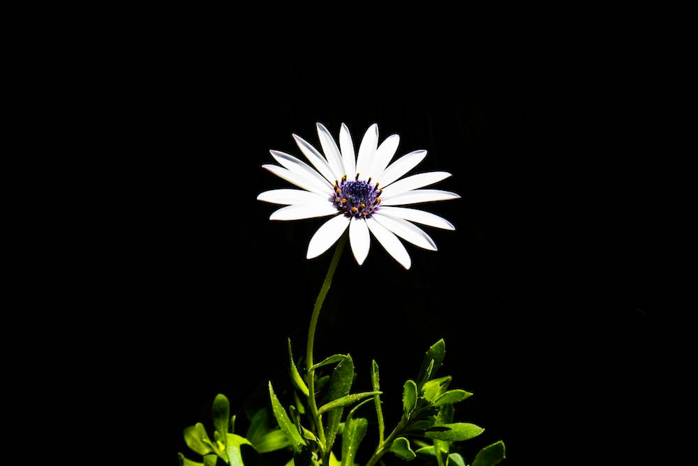Dark Floral Wallpaper