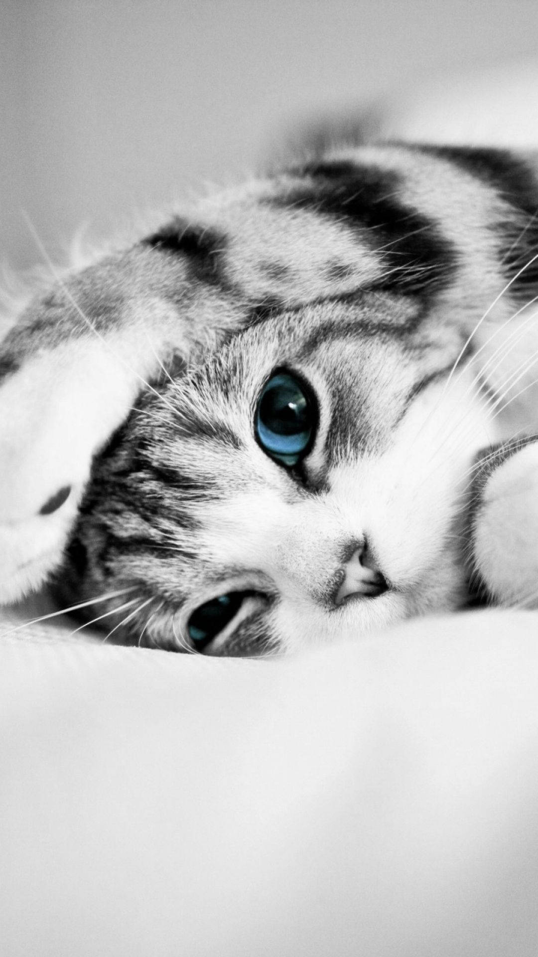 Cat iPhone Wallpaper