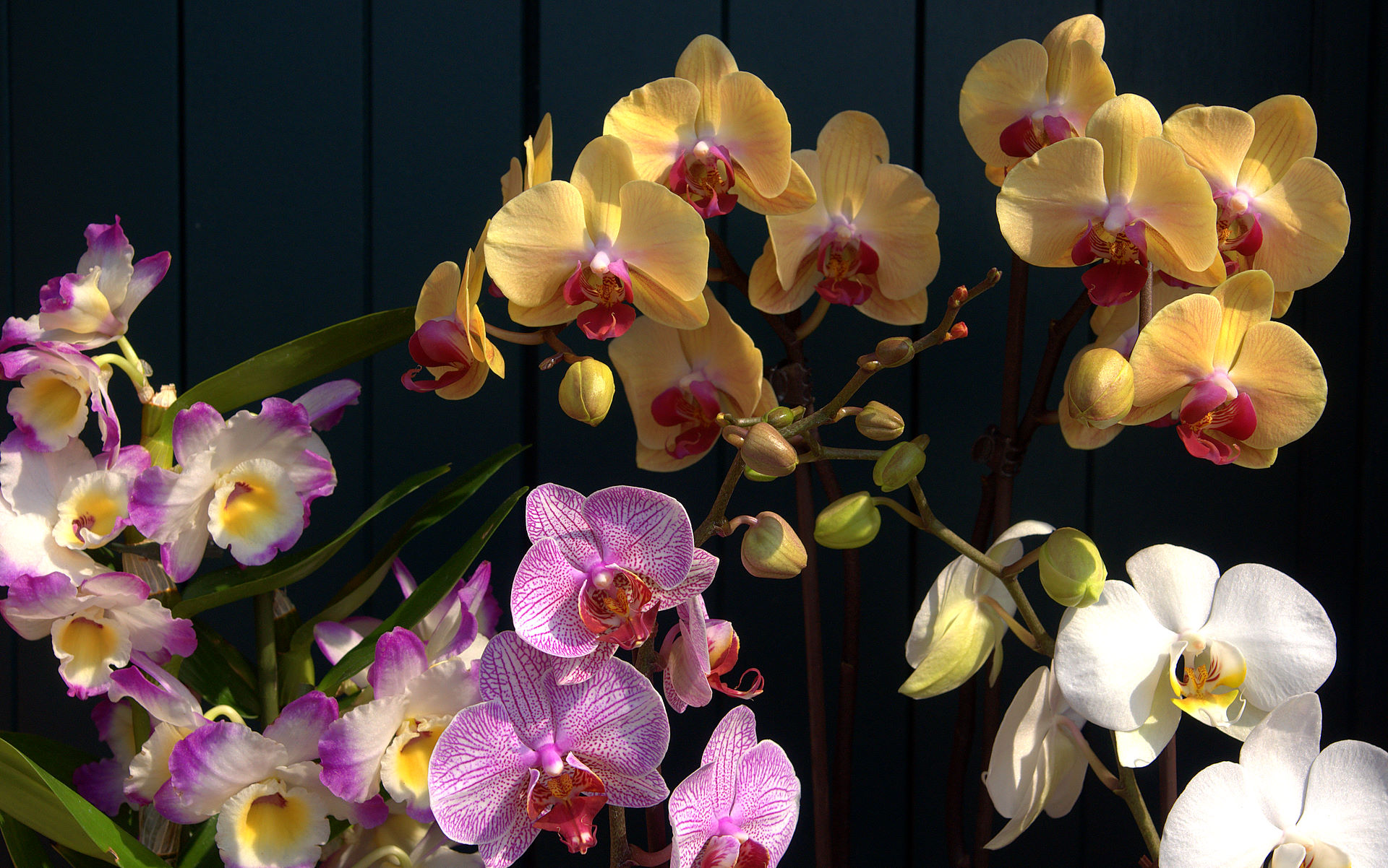 Orchid Wallpaper Jpg