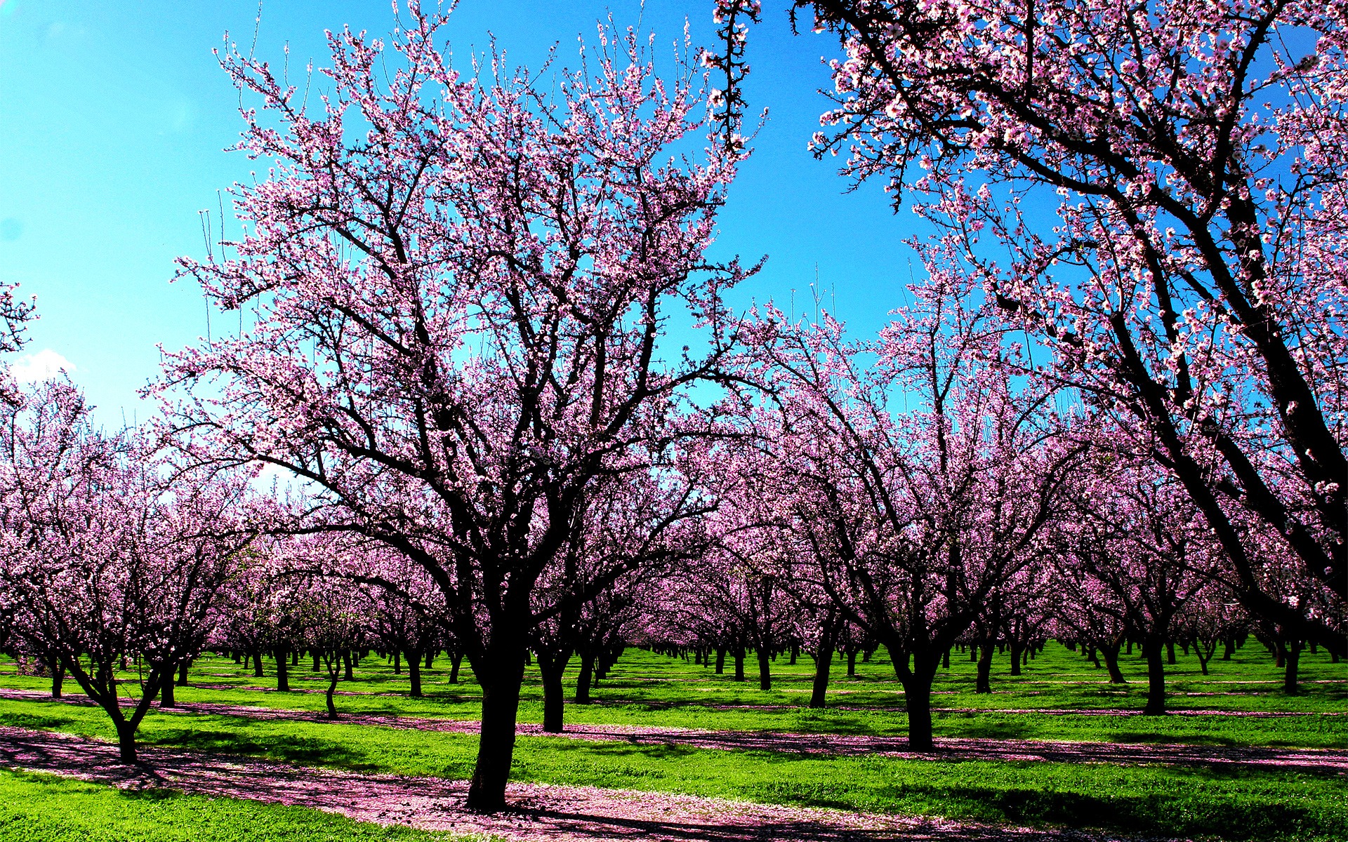 Nature Spring Pink Flower Trees Garden Blue Sky HD Wallpaper For