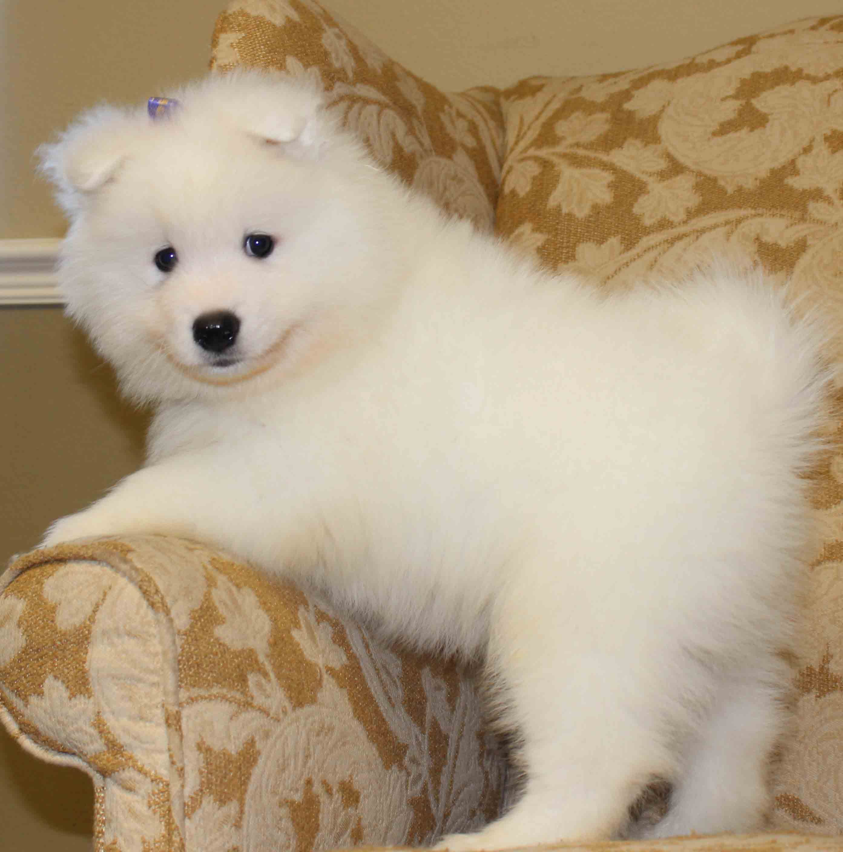 Samoyed Puppies Wallpaper Pictures To Pin