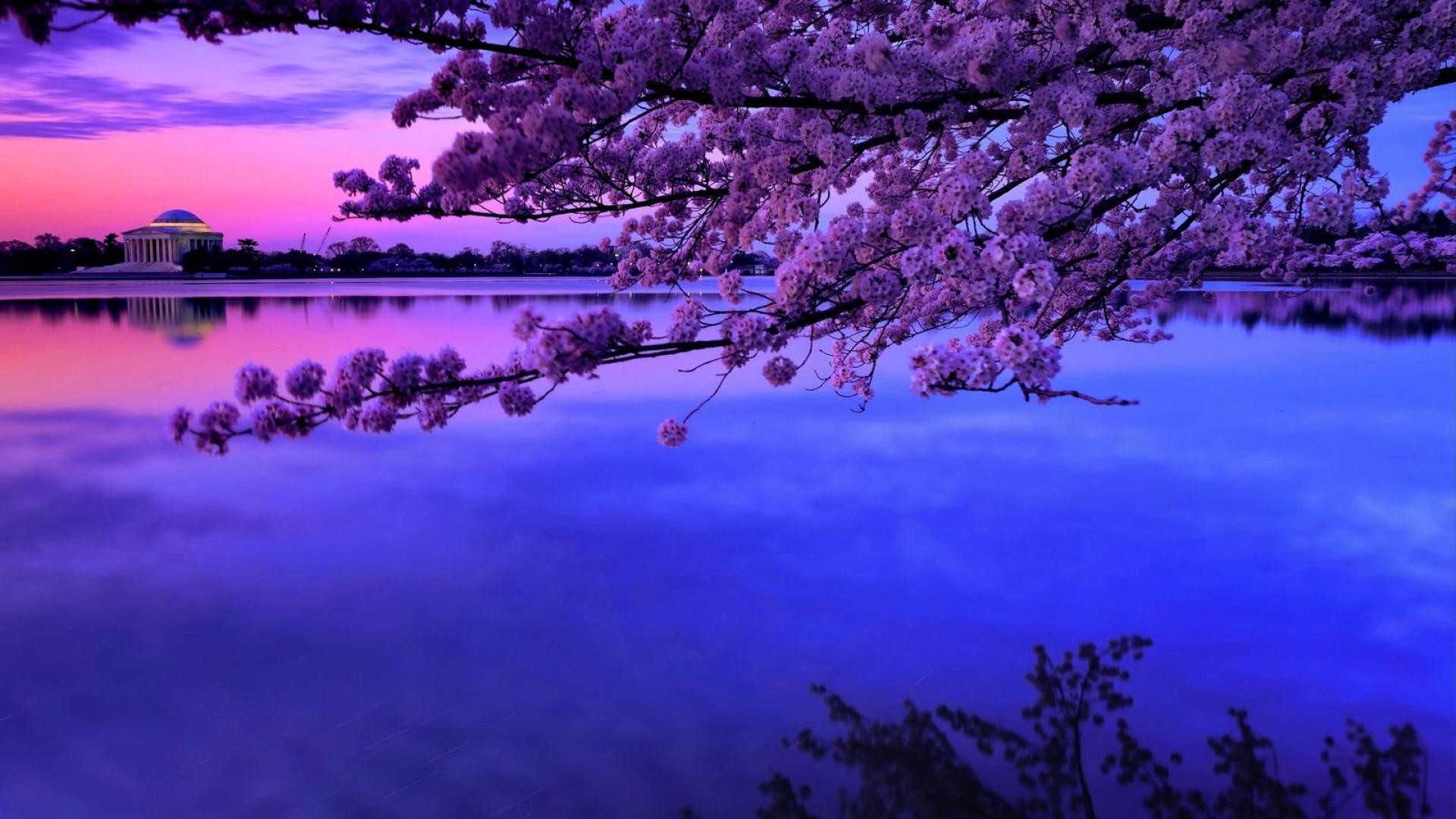 Cherry Blossom Background Wallpaper