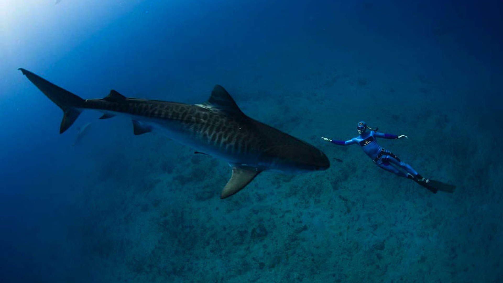 Sand Tiger Shark Ocean Underwater World Sharks Reef Fish