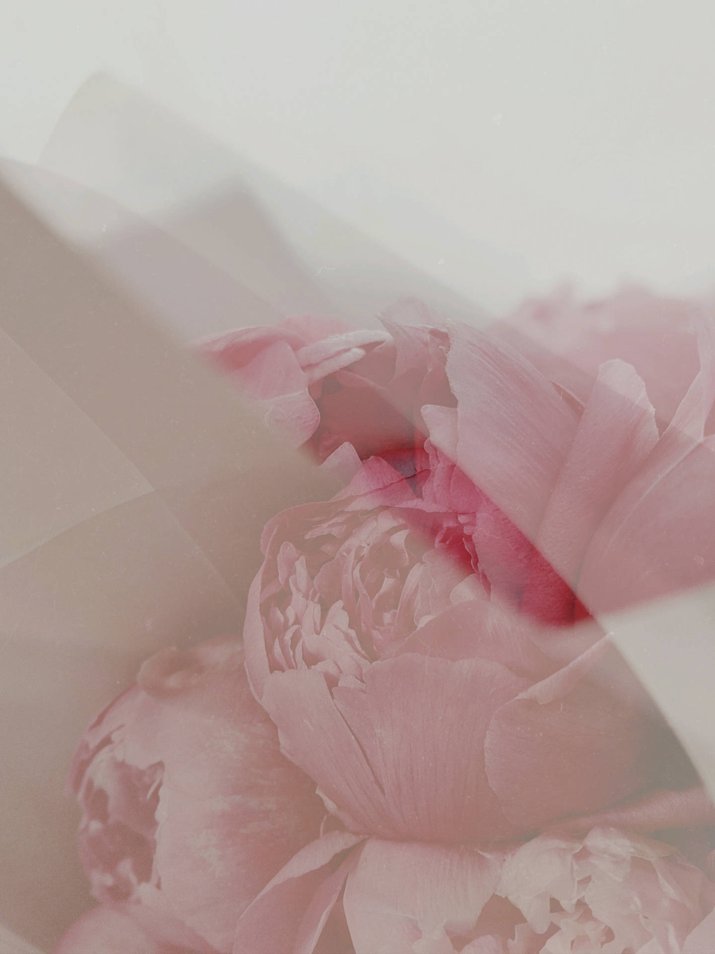 Pink Flowers Aesthetic Wallpaper