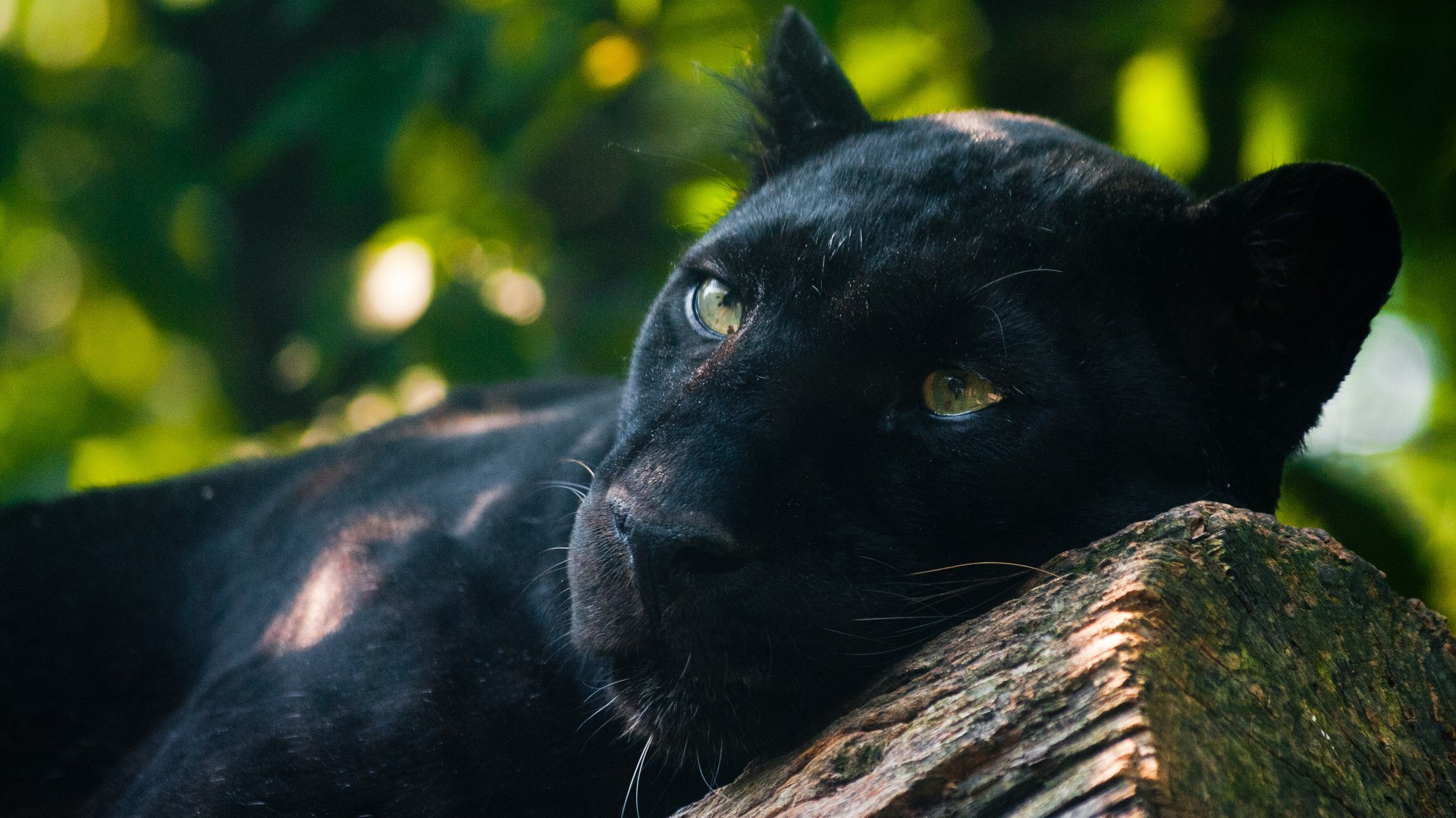 Nature Animals Wallpaper Panthers Black