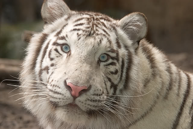 White Siberian Tiger Pictures Image