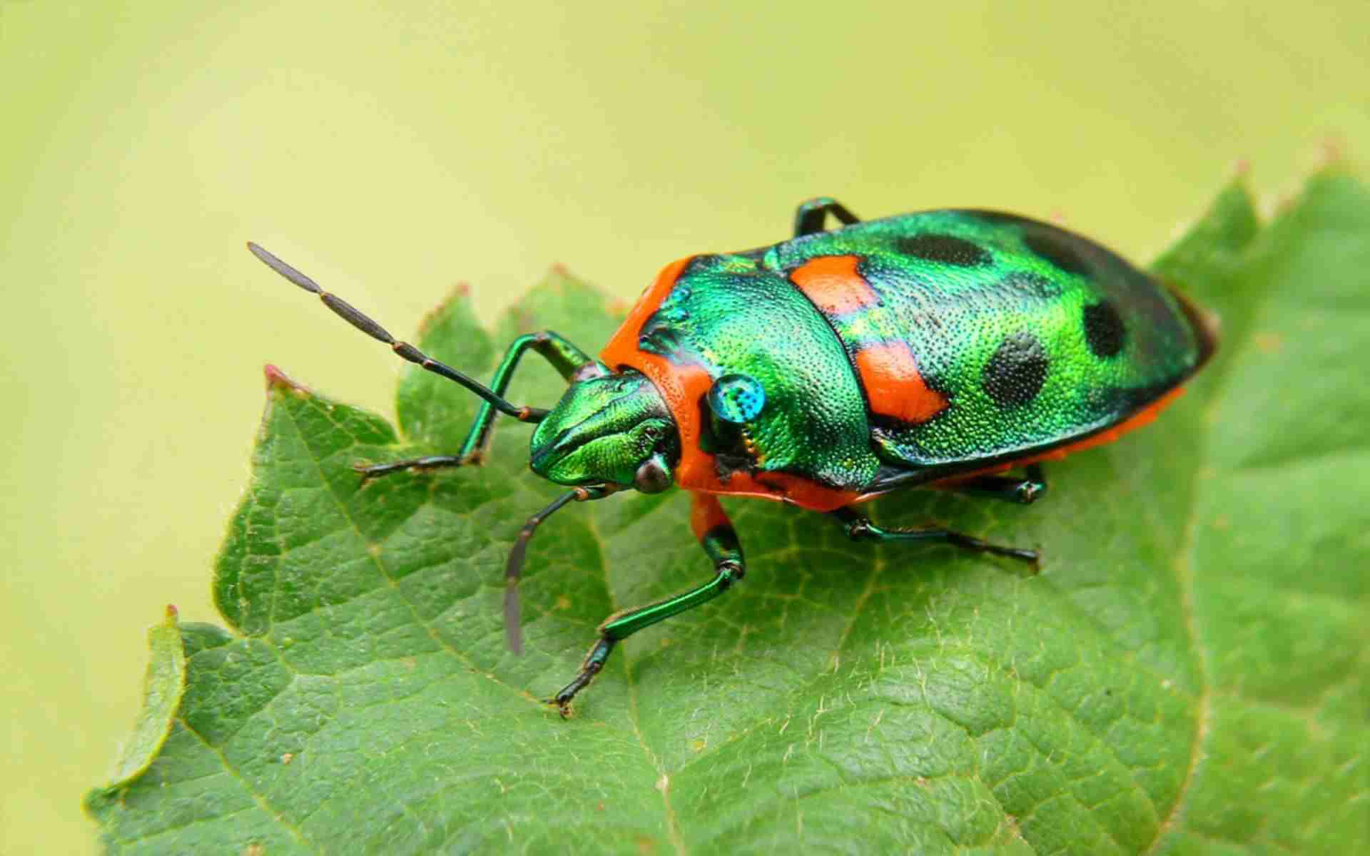 Insects Wallpaper