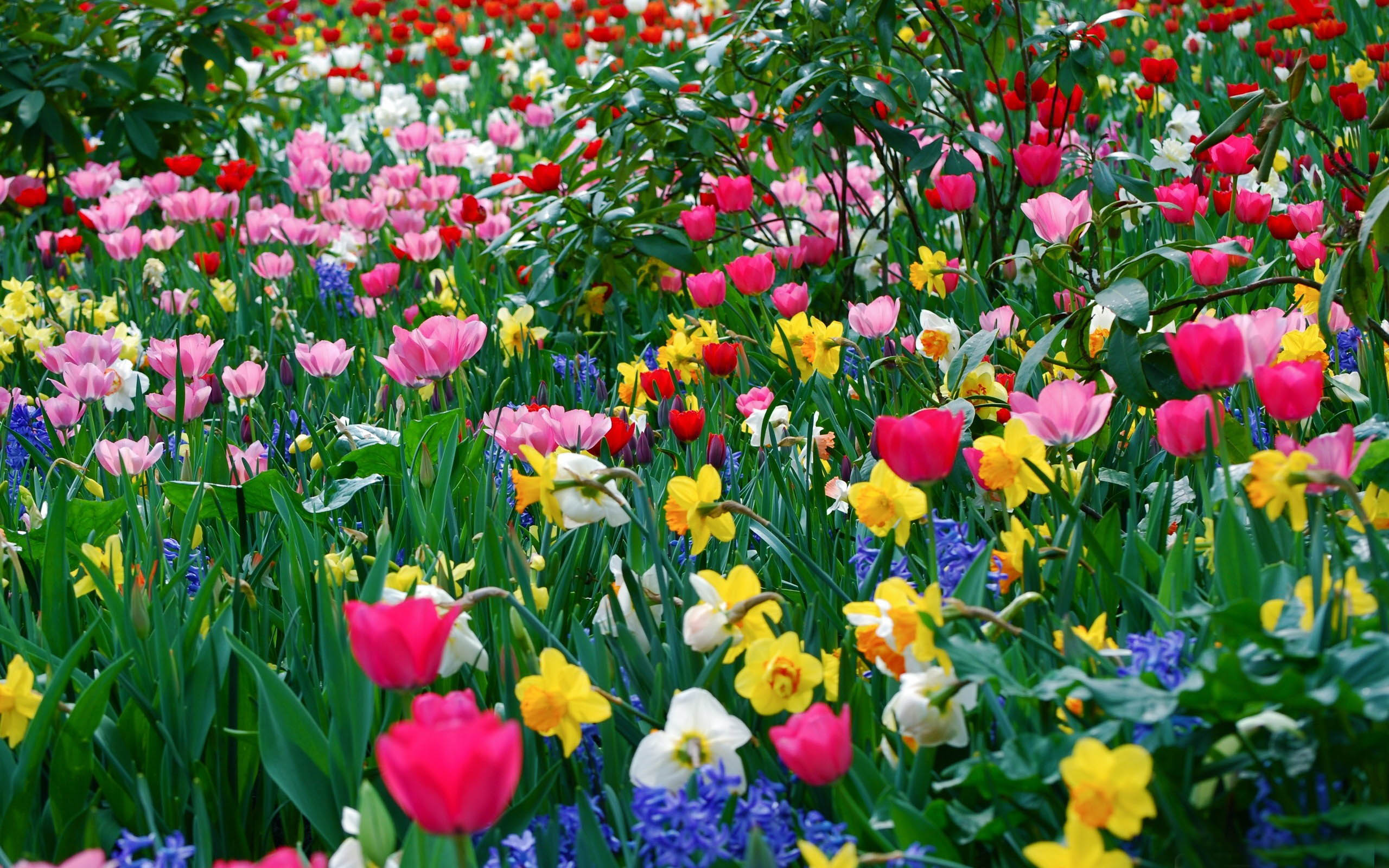 Spring Flower Screensavers wallpaper 2560x1600 23547