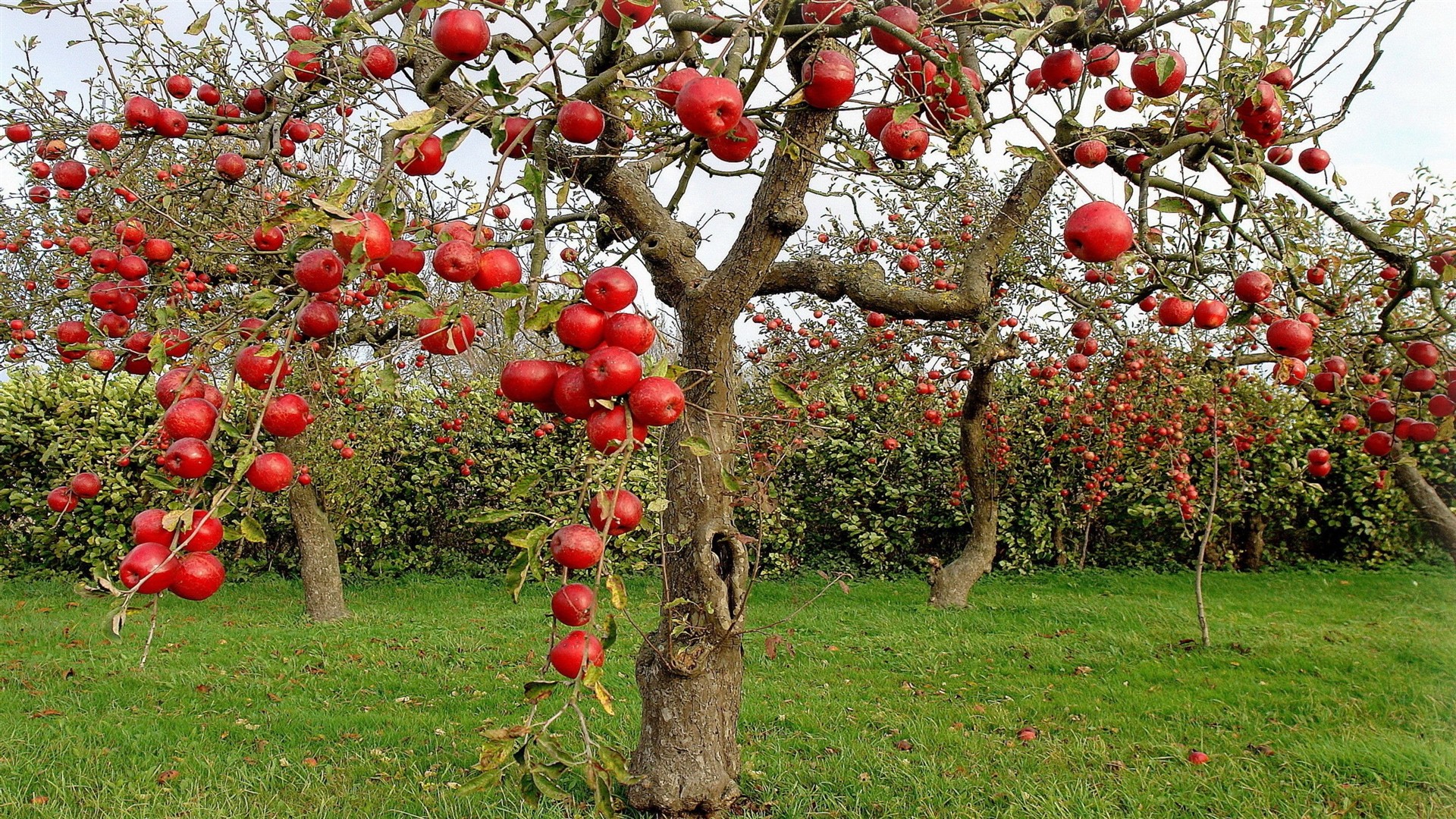 Apple Tree Wallpaper Image And