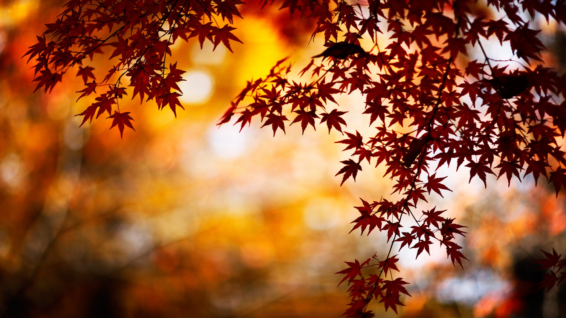 Fall Background Wallpaper