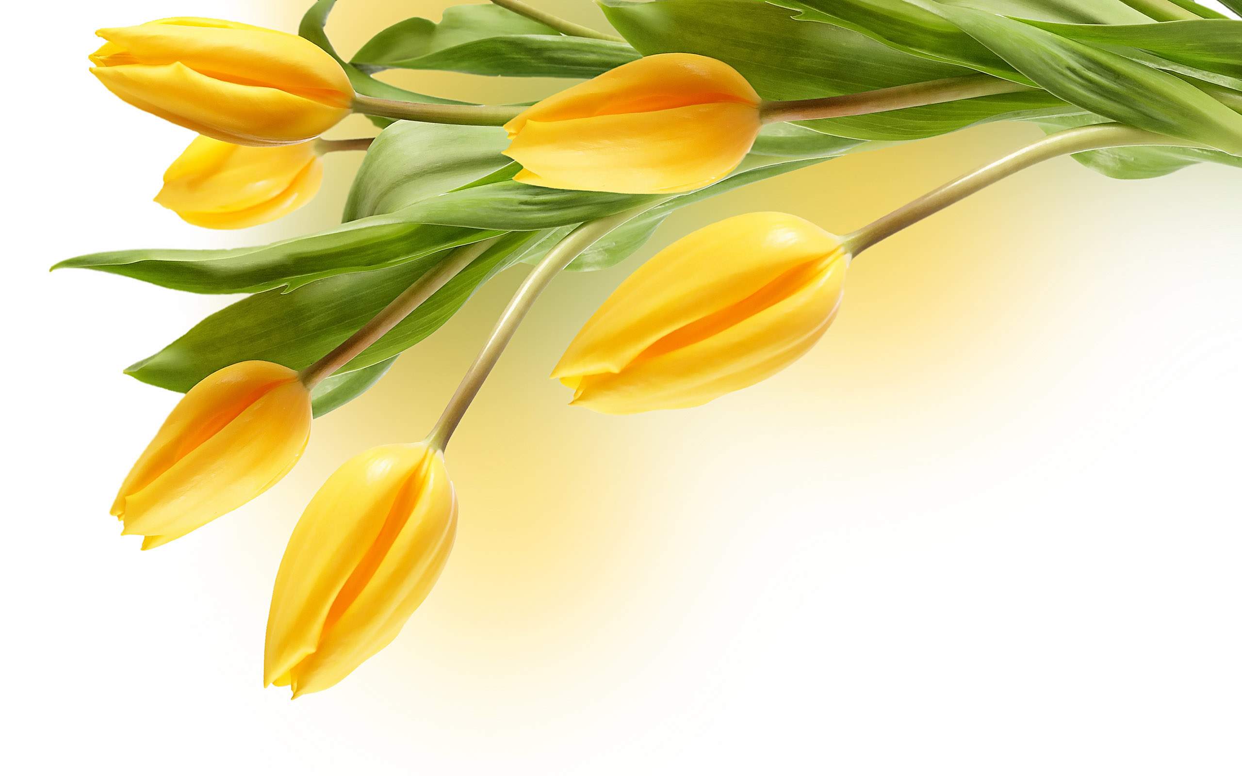 Lovely Yellow Tulip Wallpaper Colors