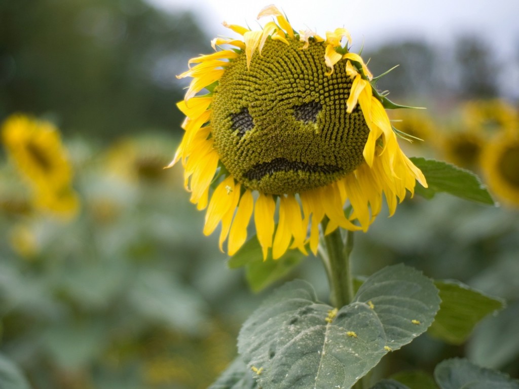 Sunflowers Wallpaper For Desktop