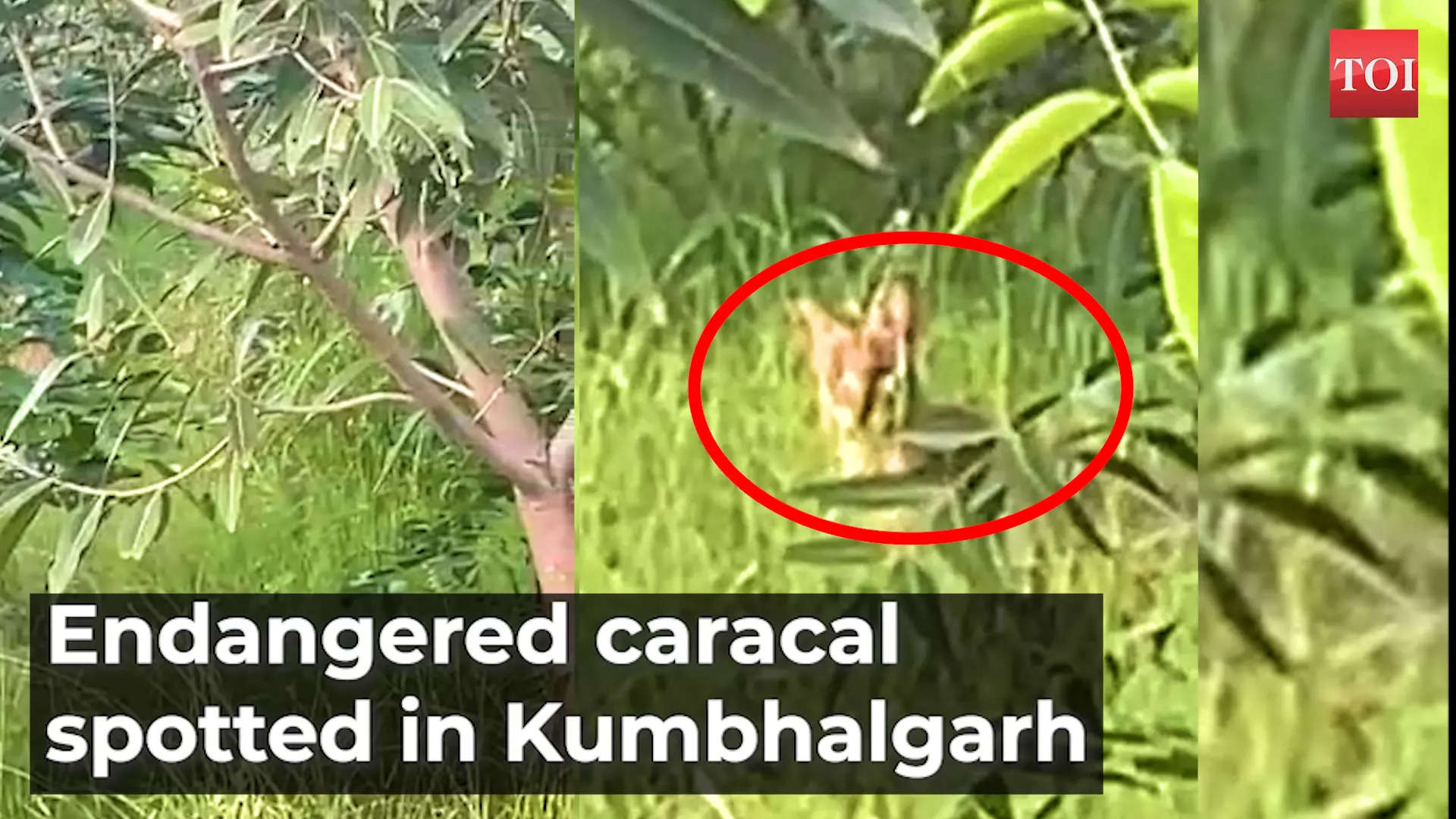 Rajasthan Endangered Wildcat Caracal Spotted In Kumbhalgarh