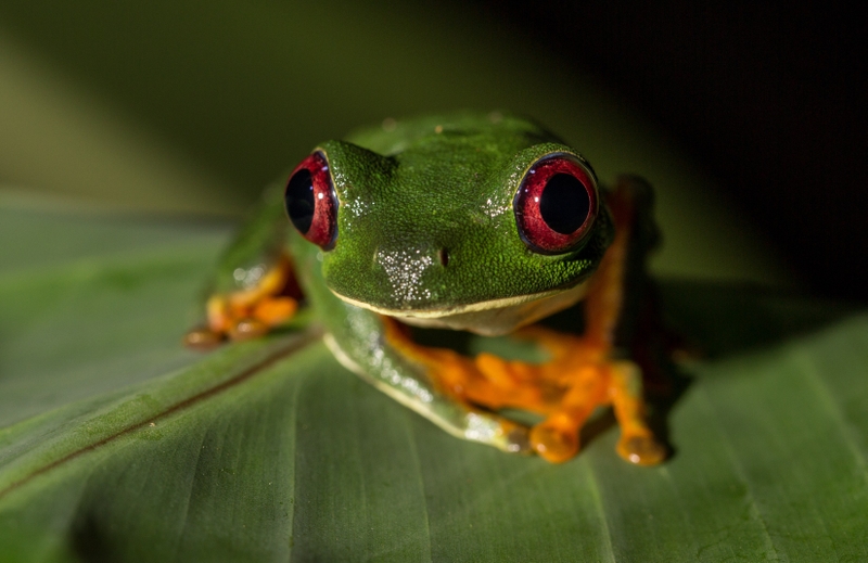 animals frogs redeyed tree frog amphibians Animals Frogs HD Wallpaper