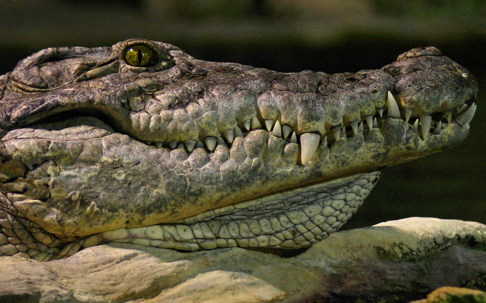 Wallpaper With The Portrait Picture Of A Crocodile HD