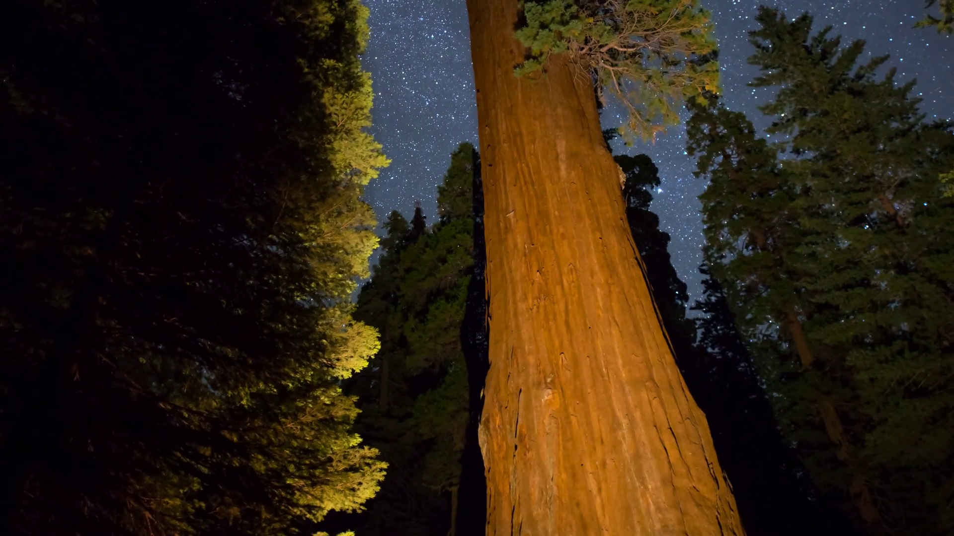 Moco Astro Timelapse Tracking Shot Of General Grant Tree In